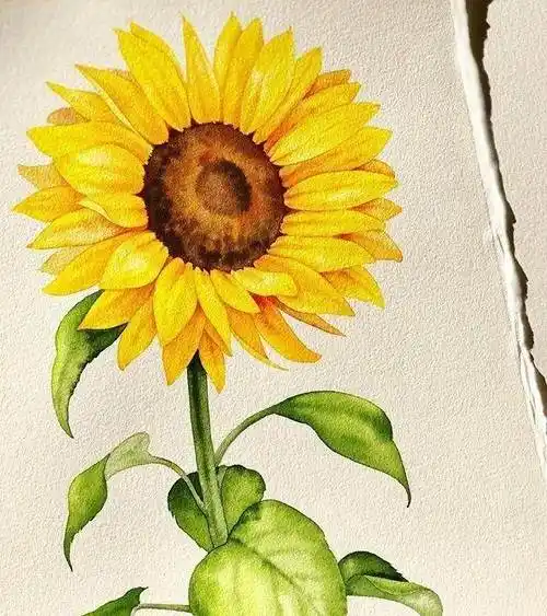 超简单的水彩画植物水彩画入门植物