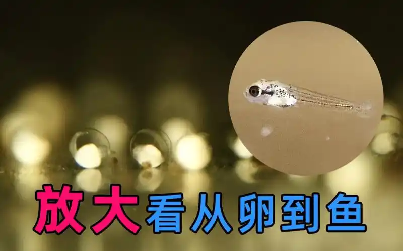 奇妙的大自然,4天记录鱼卵到小鱼苗过程,水族养鱼观赏视频