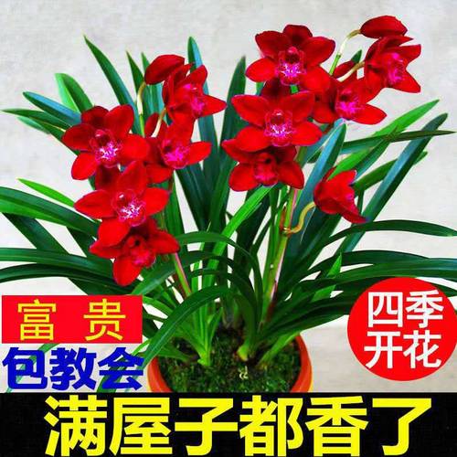 蓝宝石建兰四季兰中矮种有香味的兰花苗鲜花夏带花苞出售花卉盆栽