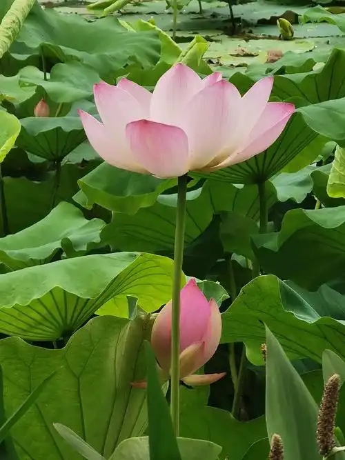 一起享受大自然的美 , 随手一拍都是美景 ,夏日荷花,荷塘美 - 抖音