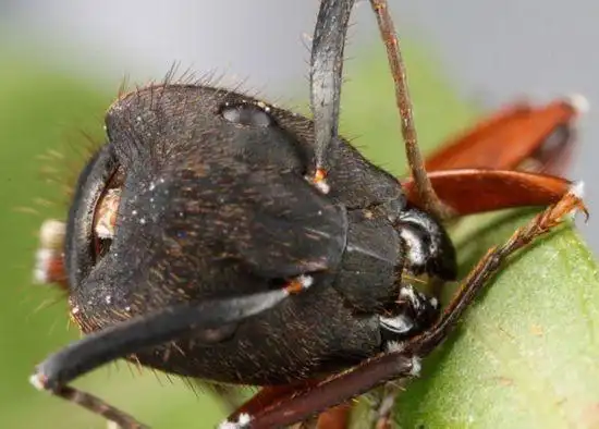 现实中的僵尸真菌,蚂蚁被感染后,变成僵尸蚂蚁