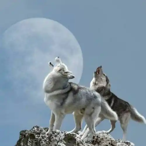 西伯利亚狼8646头像