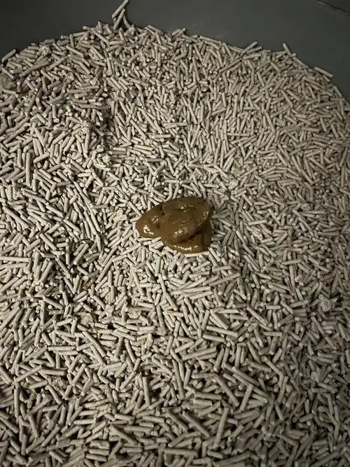 讨论布偶猫软便问题