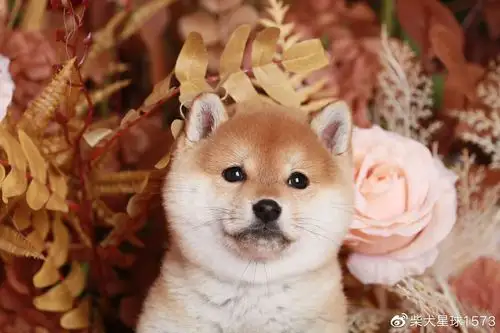 柴犬饲养花费高吗?