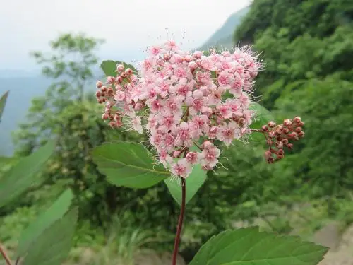 后河 光叶绣线菊(3)