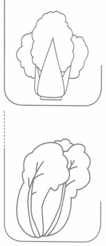 大白菜简笔画分解步骤图教程