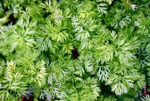 艾草性味苦,辛,温,入脾,肝,肾.