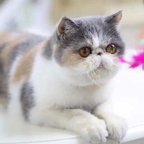 纯种加菲猫活体