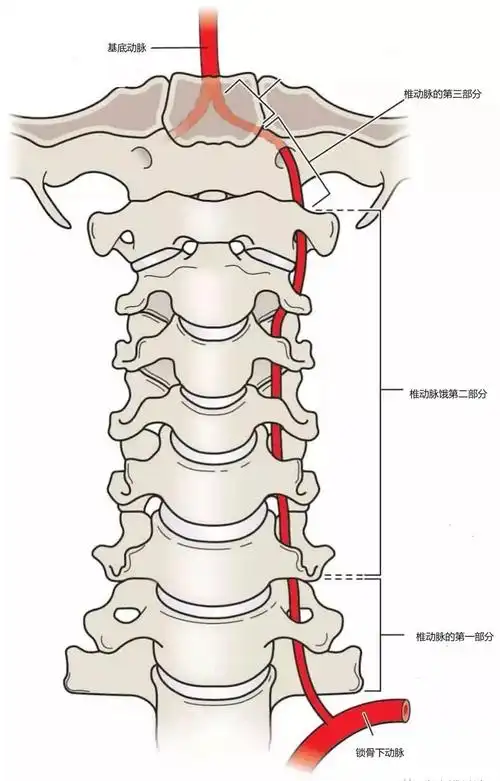 第三段:从第二颈椎横突孔上缘到达枕骨大孔段.