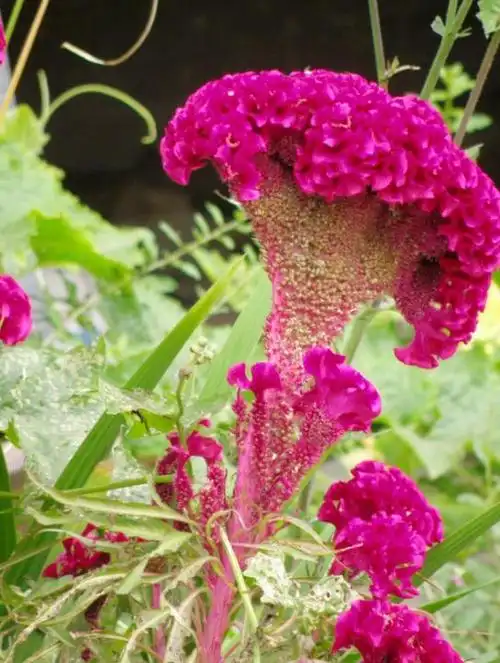 冬天开什么花15种冬天开的花超级美