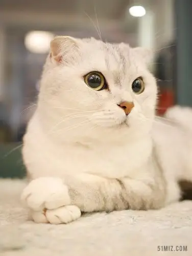 苏格兰折耳猫图片大全-苏格兰折耳猫高清图片下载-觅知网