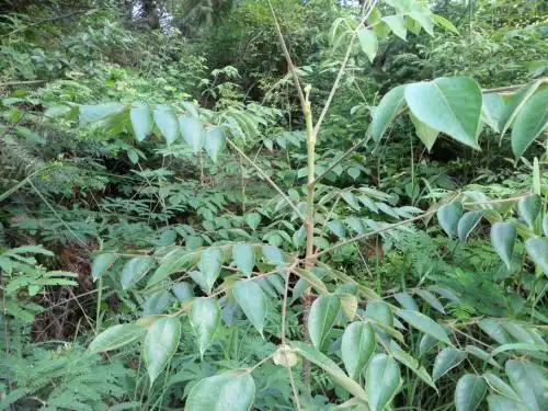 野生木本蔬菜楤木(刺龙芽)栽培技术_栽培养护_农苗网