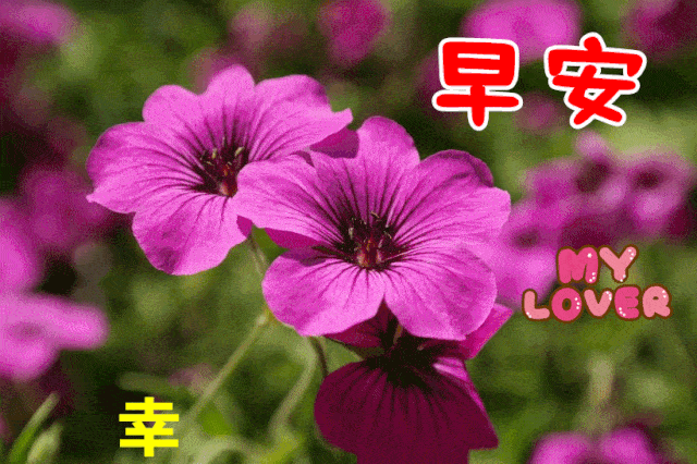 2020早上好图片动态祝福语最新版,早上好问候语句子