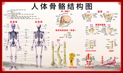 m768人体骨骼穴位器官结构解剖图674装饰画写真海报印制展板喷绘