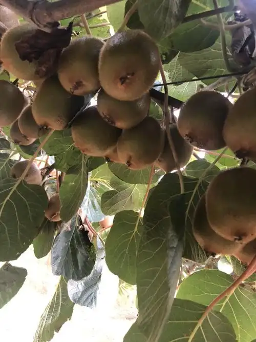 秦美猕猴桃 80~100克