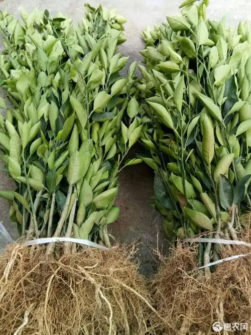 塔罗科血橙苗 塔罗科血橙8号苗 高度30公分起统苗