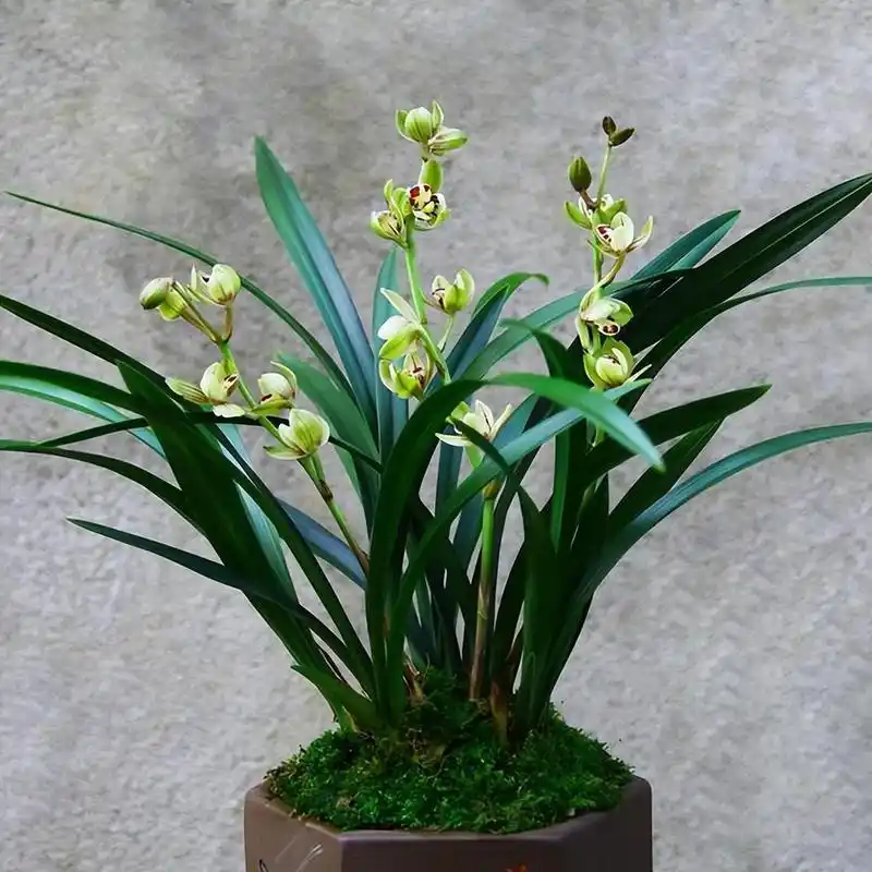 金荷——建兰老品种,近乎完美的兰花,好养活,香气浓郁似香水