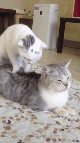 282_502竖版 竖屏gif 动态图 动图