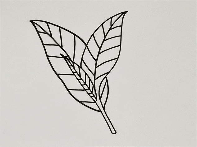 儿童茶叶画简笔画