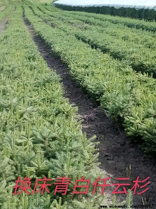 1080像素青白仟云杉相关图片小叶扶芳藤图片蜜香橙苗巴沙木苗,轻木苗