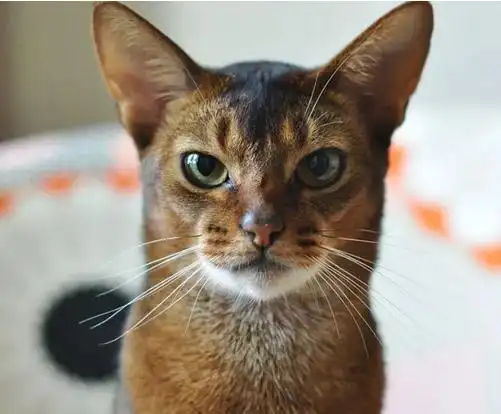 棕色瞳孔是什么血统