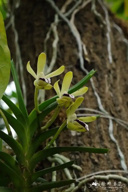 叉唇万代兰vandacristata