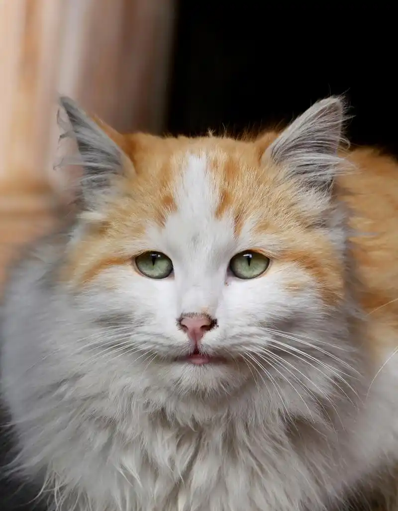 铲屎官对猫咪的审美总有一个永恒的标准:脸大!