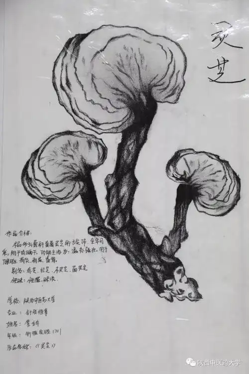 最佳创意奖 | 首届"思邈杯"医药绘画大赛网络投票开始啦_陕西中医药