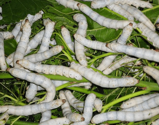 无忧文档 所有分类 保健养生 蚕的生长过程 蚕蚁不断吃桑叶后身体慢成