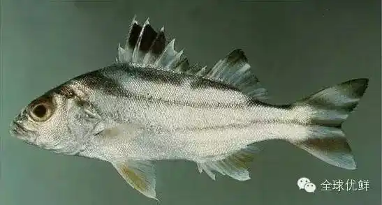 常见海水鱼类图谱大全