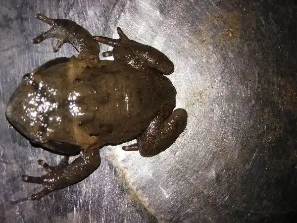 这是什么蛙,学名叫什么?