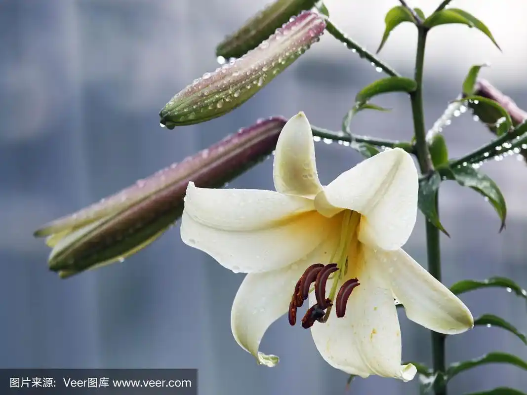 雨后的百合花