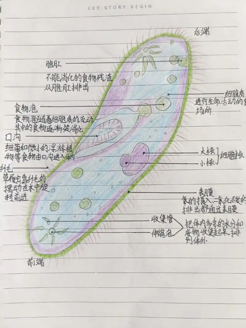 为了孩子继续努力,加油!#手抄报作业 #生物细胞图 - 抖音
