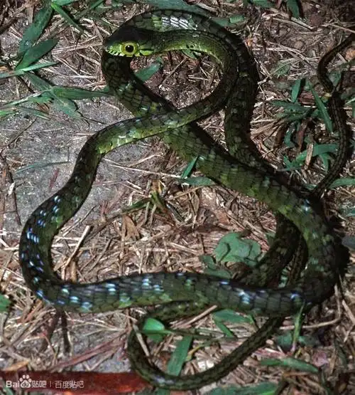 非洲游蛇三剑客-文化频道-手机搜狐