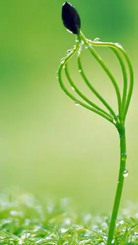 绿色养眼高清手机图片