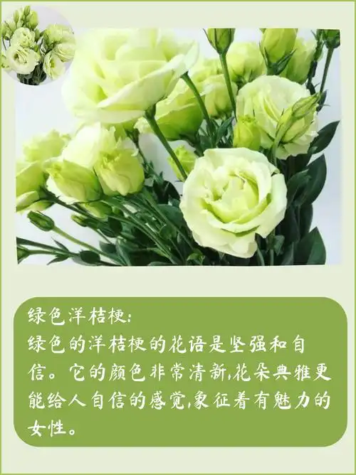 不同颜色的洋桔梗鲜花花语及寓意