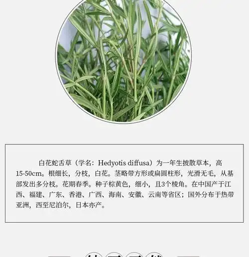 伟博500g新鲜白花蛇舌草野生山蛇尖草蛇总管水线草羊须草蛇利草