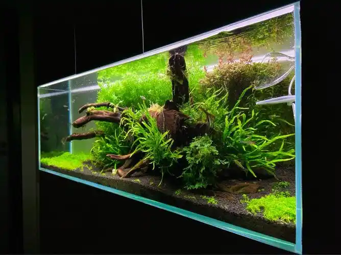 2米草缸融入家居环境 - 水草造景 - cta南美水族 - powered by discuz