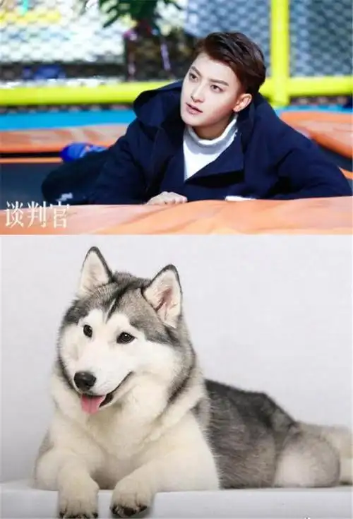 杨幂新剧《谈判官》强势来袭 黄子韬解锁"哈士奇男友"撒娇方式