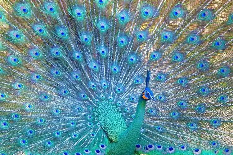 刚果孔雀开屏图片,十大稀有孔雀观赏- 解忧常识网