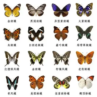 蝴蝶标本