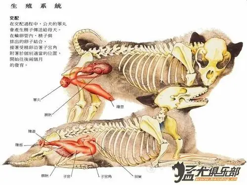 维生素d3(钙)针对种公,种母,幼犬的见解