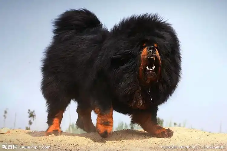 7月24日下午,海门一村子里出现了这样的一幕:五只凶猛的藏獒突然"