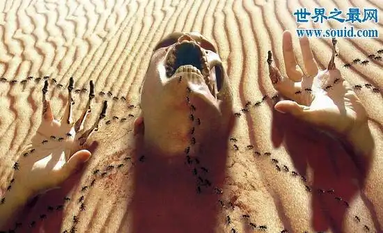 com/qiwen/ 实际上这种蚂蚁是吃人的蚂蚁马拉本达,寻求救命的客人残酷