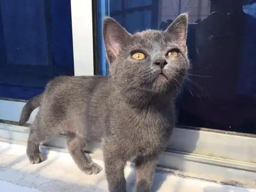 家养英短蓝猫找主人