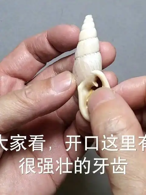蜗牛壳的牙齿有多强