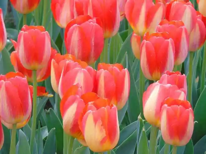 双色郁金香图片及花语