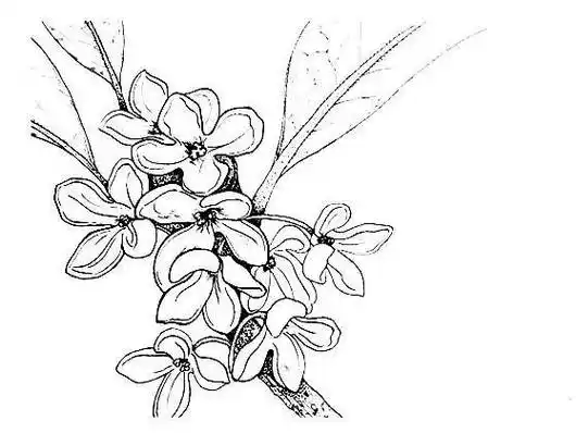 桂花简笔画 桂花简笔画儿童画