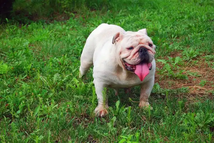 俄罗斯引进纯白英牛母