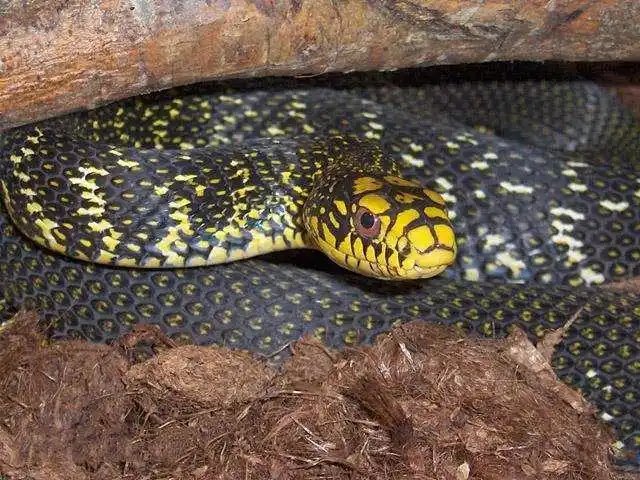 农村俗语"一地王锦蛇,十里无毒蛇",王锦蛇真的这么厉害?